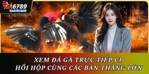 Xem Đá Gà Trực Tiếp C1 - Hồi Hộp Cùng Các Bàn Thắng Lớn