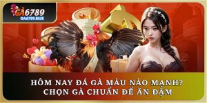 Hôm Nay Đá Gà Màu Nào Mạnh? Chọn Gà Chuẩn Để Ăn Đậm