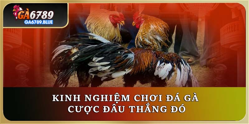 Kinh nghiệm chơi đá gà cược đâu thắng đó