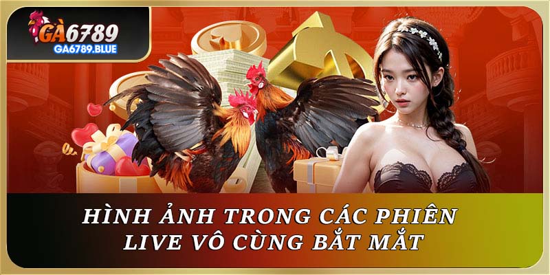 Hình ảnh trong các phiên live vô cùng bắt mắt