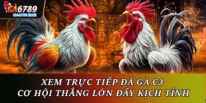 Xem Trực Tiếp Đá Gà C3 - Cơ Hội Thắng Lớn Đầy Kịch Tính