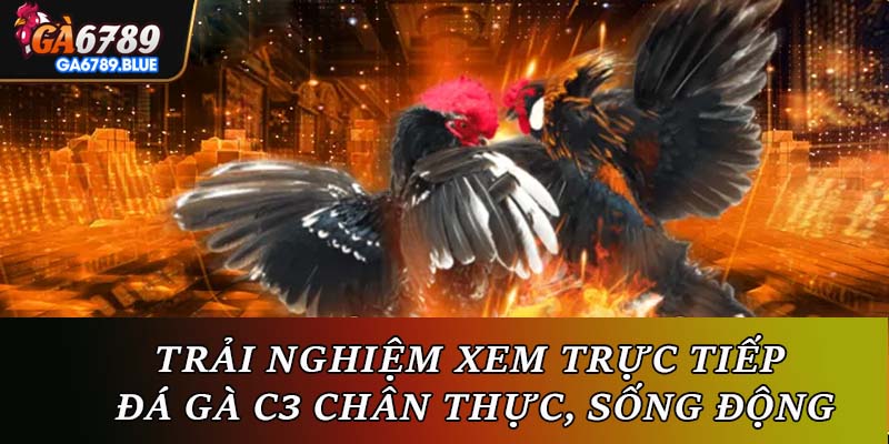 Trải nghiệm xem trực tiếp đá gà C3 chân thực, sống động